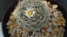 Mammillaria picta