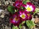 primula acaulis