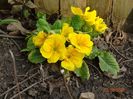 primula acaulis