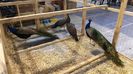 IMG-20190119-WA0017