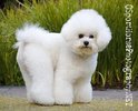 BI001Bichon_SportHorsePhotography