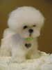 bichon-frise017-2