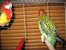 rosella