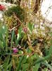 Acer Seiryu