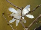 Magnolia stellata