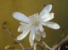 Magnolia stellata