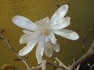 Magnolia stellata