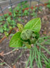 Hortensii macr. toate arse! Flor la anul!
