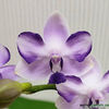 orhidee-phalaenopsis-kenneth-schubert-78