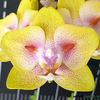 phalaenopsis-yaphon-green-batman-brother-sara-gold-chiada-spark