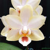 orhidee-phalaenopsis-miki-strawberry-milkshake-2001-
