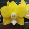 orhidee-phalaenopsis-sogo-meili-1751
