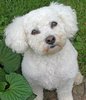 bichon-frise