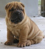 LaurensSharpei