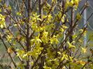 forsythia Lemon Supreme