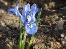 iris reticulata Alida