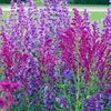 Nepeta_Salvia-nem.-Schewellenburg