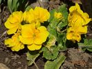 primula acaulis
