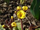 primula elatior Gold Nugget