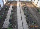 Am pus rosiile in solar