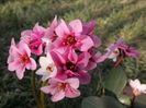 Bergenia-Dragonfly-Sakura