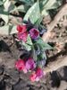 pulmonaria raspberry splash