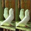 PhotoCollage_1586007732366