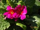 primula acaulis