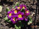 primula acaulis
