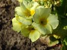 primula elatior Sibel Lime