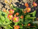 Wanda Tomato Red