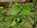 Betula White Light