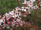 spiraea Fujino Pink