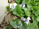 viola sororia Hungarian Beauty