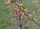 acer negundo Kelly's Gold