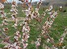 prunus tomentosa