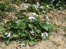 viola sororia Hungarian Beauty