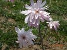 magnolia stellata Chrysanthemumiflora
