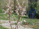 prunus tomentosa