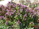 lamium purpureum