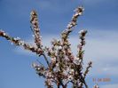 prunus tomentosa