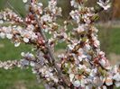 prunus tomentosa