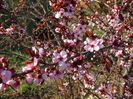 prunus cistena Nigra