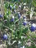 muscari White Mount