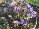 azalea blue tit