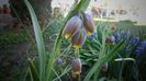 Fritillaria michailovskyi