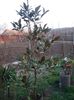 magnolia grandiflora galissoniere