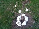 magnolia stellata rosea