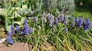 Muscari armeniacum si Blue Spike