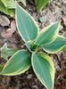 Hosta Bobcat